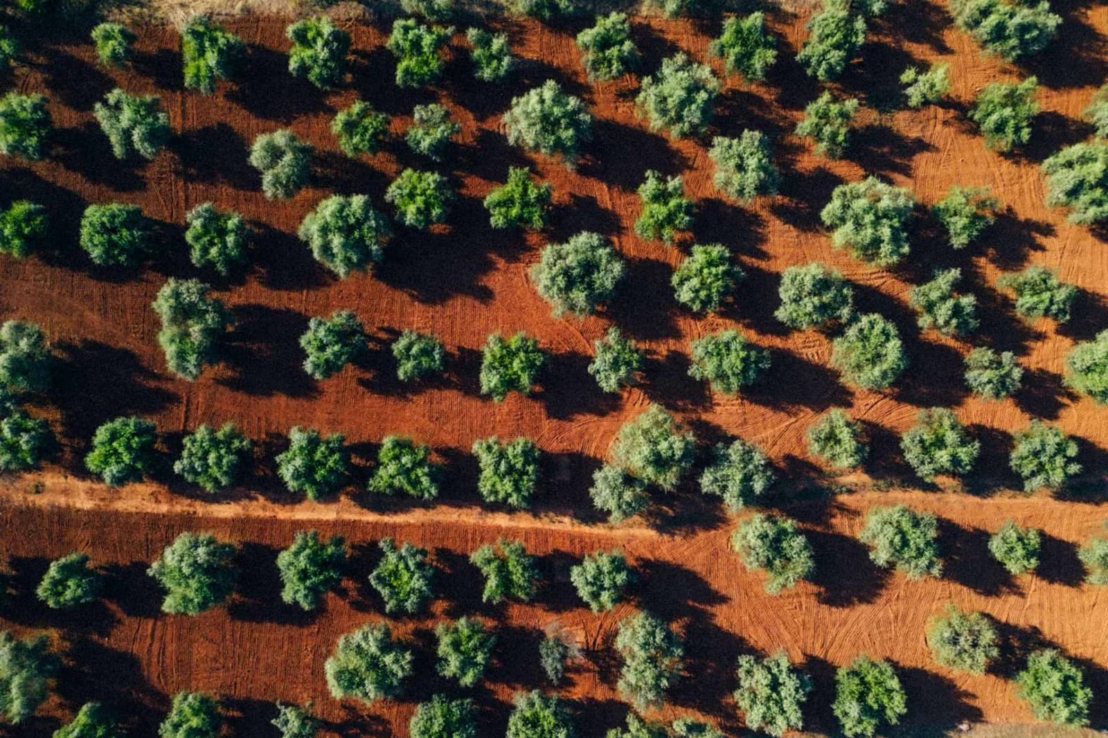 Rows of olive trees on red earth, seen from above